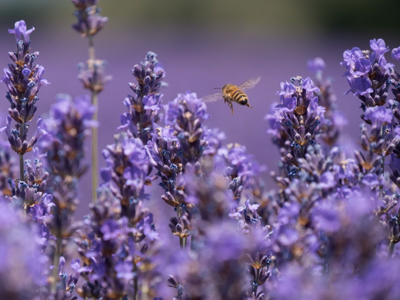 Bee midflight